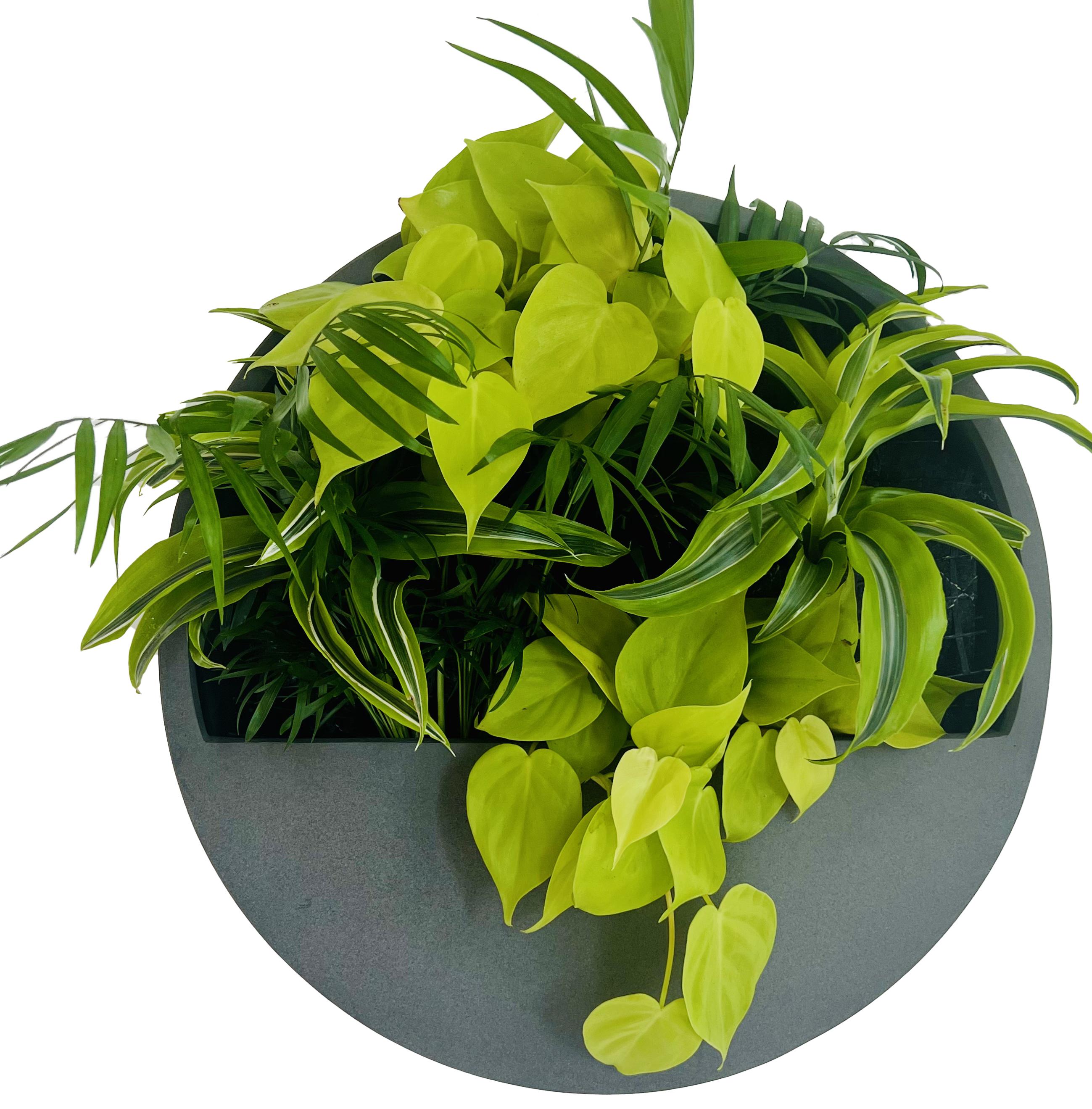 Echtpflanzendisplay Grau mit Philodendron-Komposition