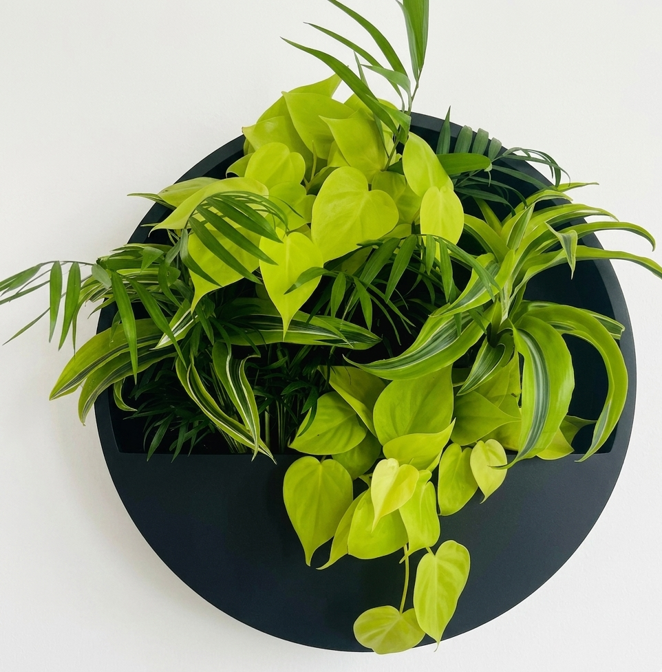 Echtpflanzendisplay Schwarz mit Philodendron-Komposition