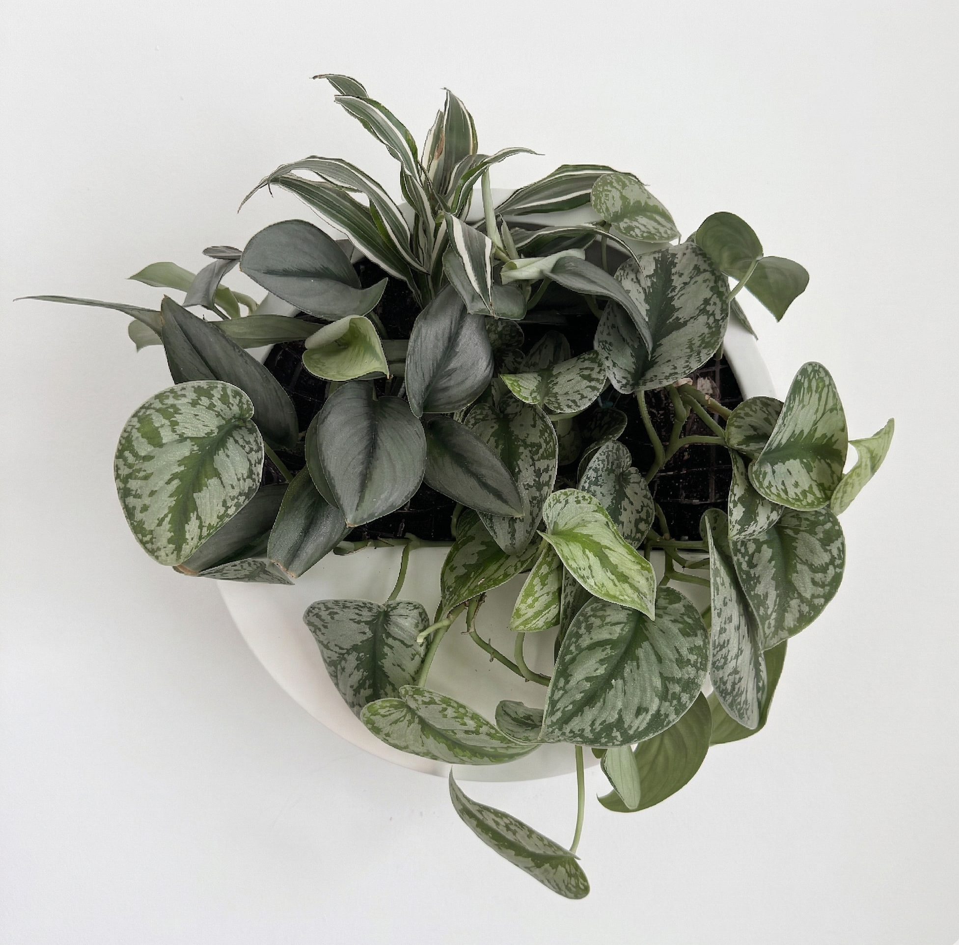 Echtpflanzendisplay Ø 40 cm mit Scindapsus-Komposition