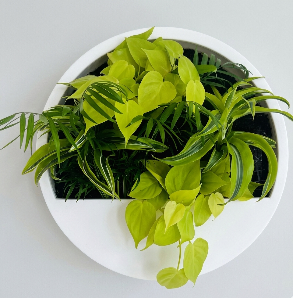 Echtpflanzendisplay Weiß mit Philodendron-Komposition
