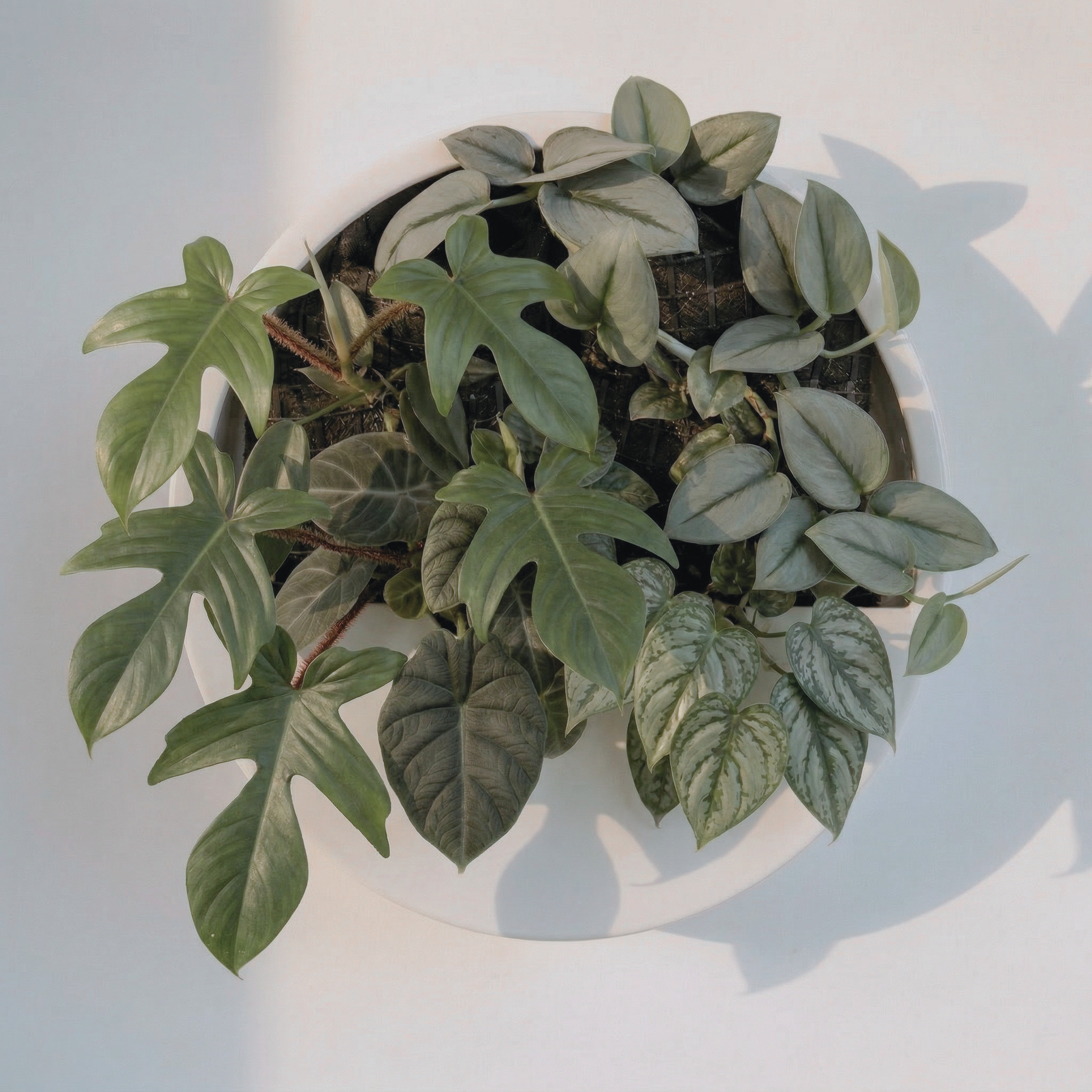 Philodendron im EPD nach 6 Monaten — sichtbares Wachstum