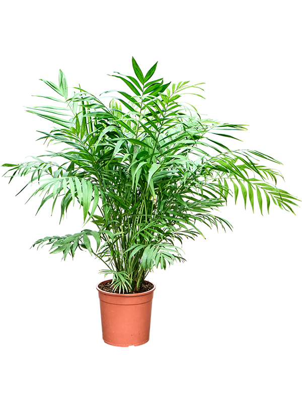 Chamaedorea elegans