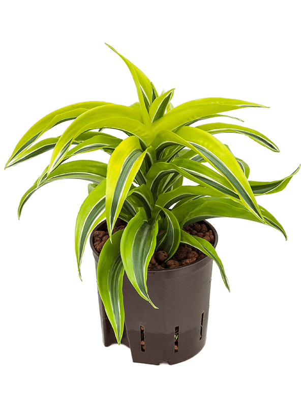Dracaena fragrans 'Lemon Surprise'