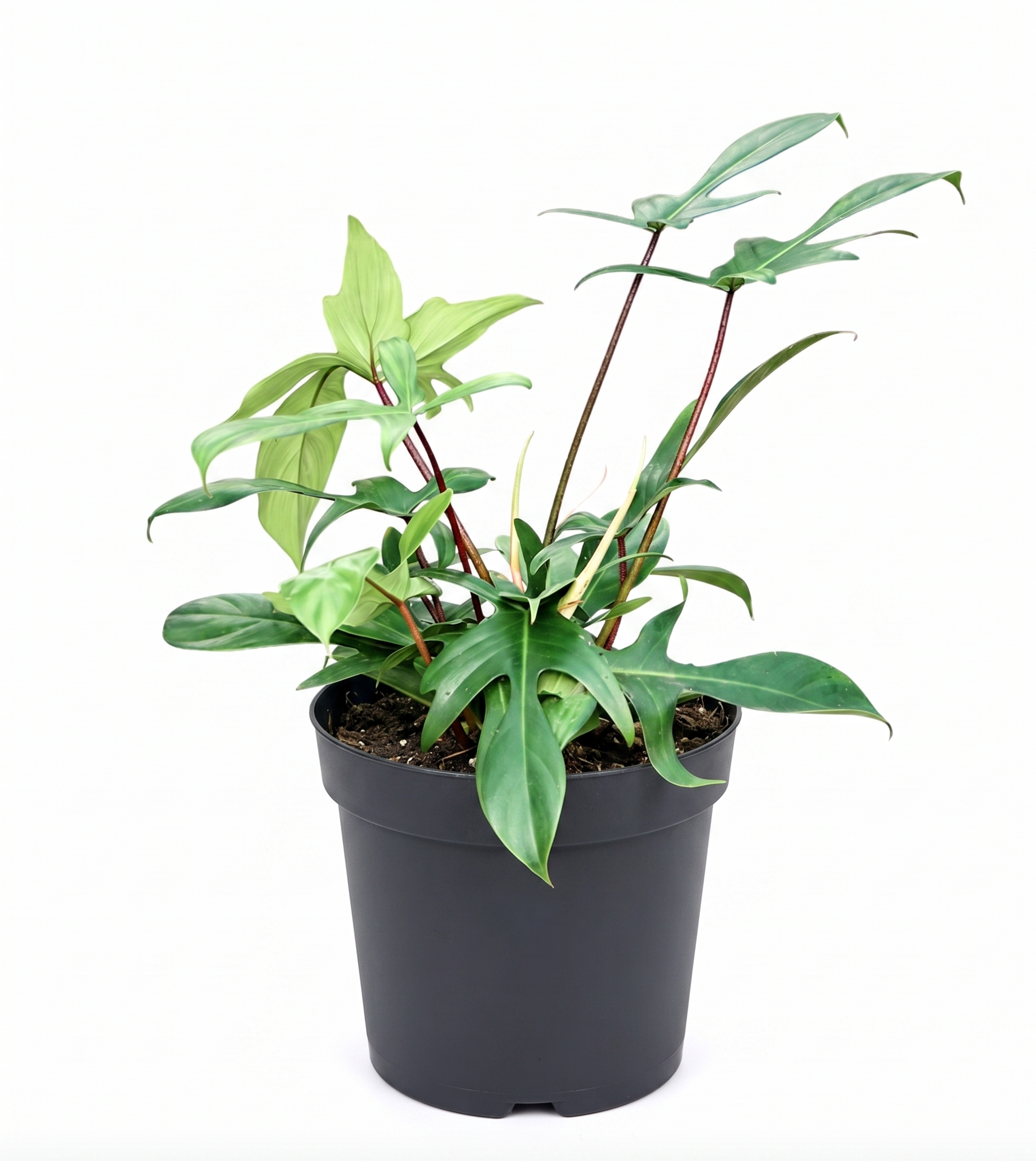 Philodendron 'Florida Green'