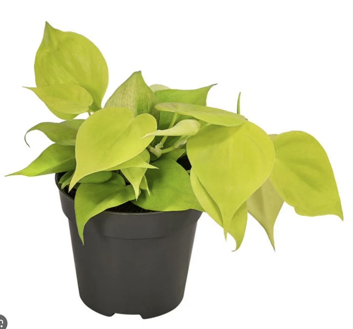 Philodendron micans 'Lime'