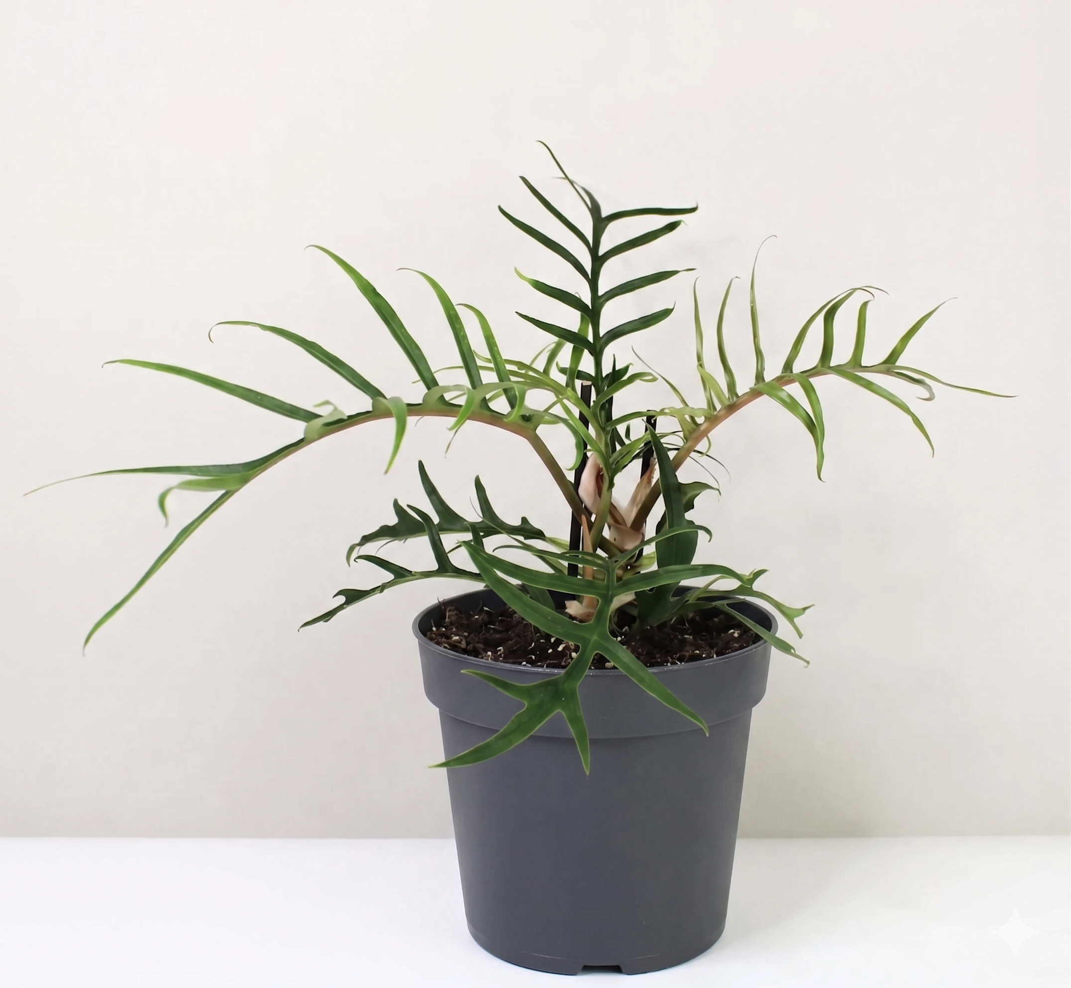 Philodendron tortum