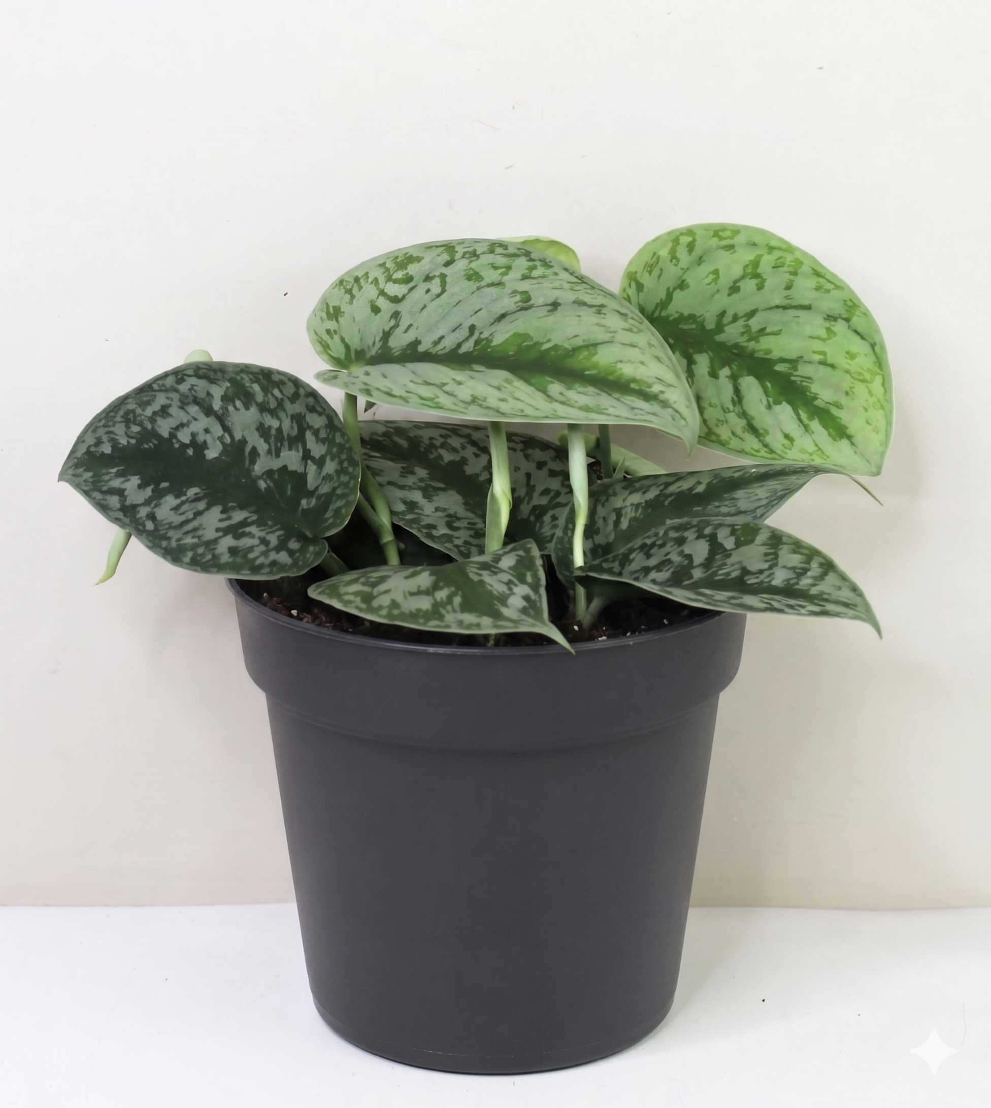 Scindapsus pictus